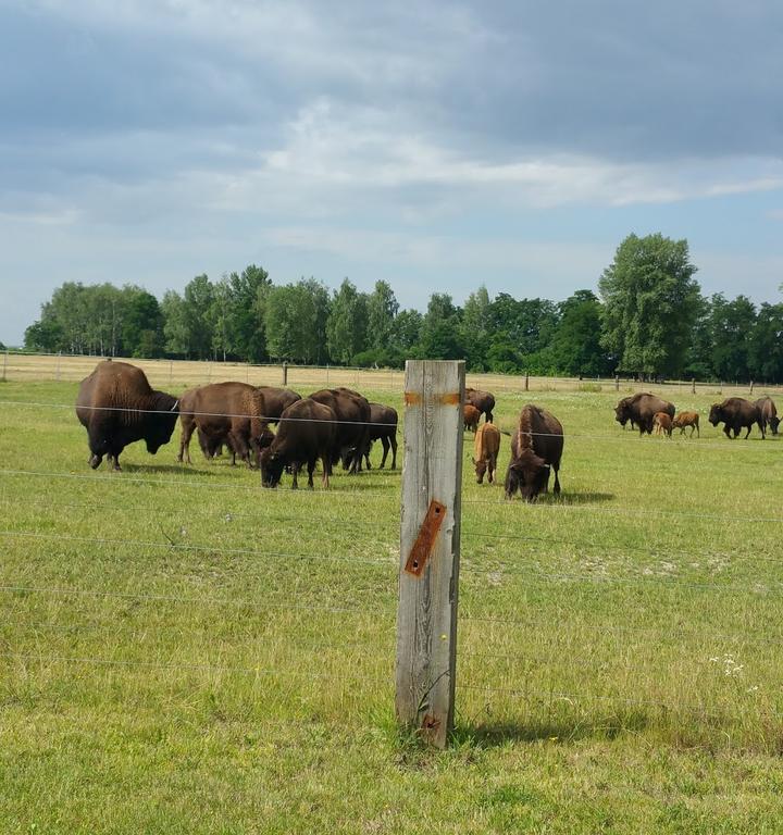 Buffalo Ranch Neukieritzsch